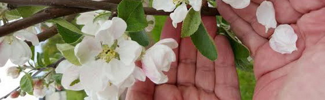 Вестуль Драугам2 660x205