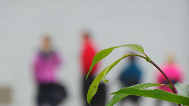 seansidzivoreikifest